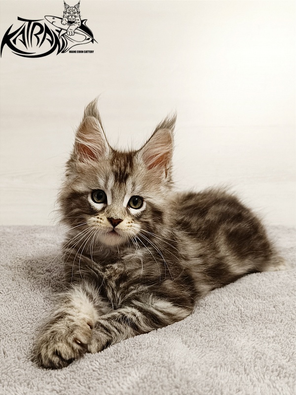 Katran Amadey - Kitten maine-coon 2 months