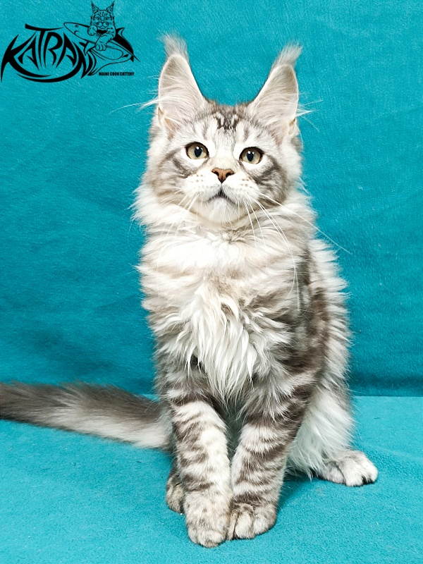 Katran Amadey - Kitten maine-coon 3 months