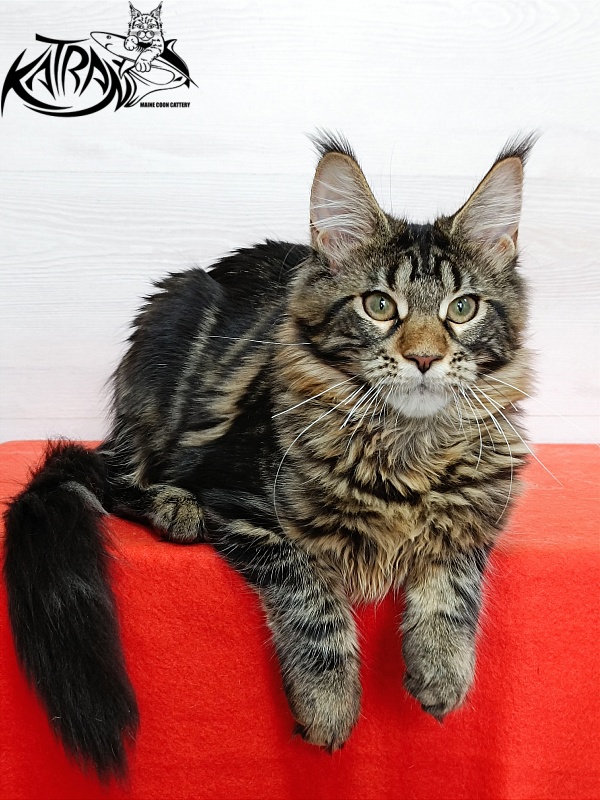Katran Afina - Kitten maine-coon 4 months