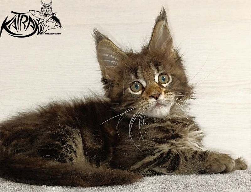Katran Afina - Kitten maine-coon 2 months
