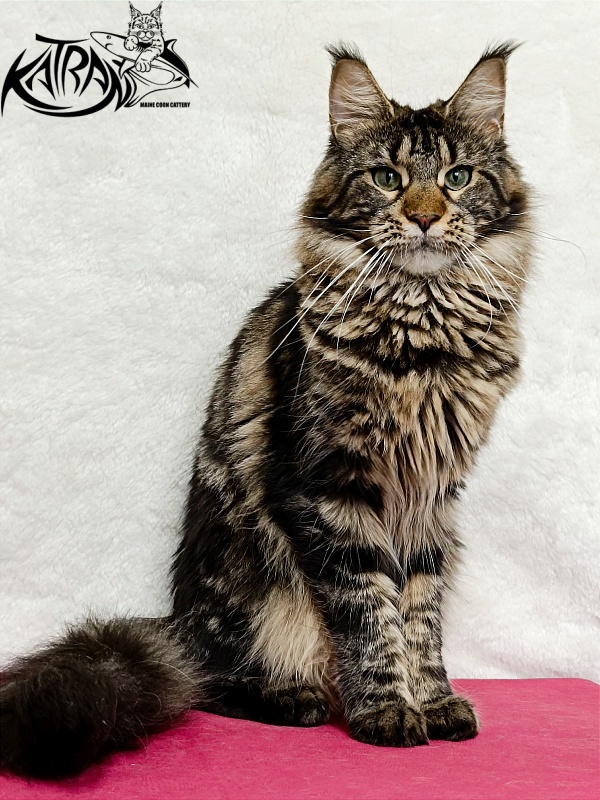 Katran Afina - Adult maine-coon 1 year 3.5 weeks