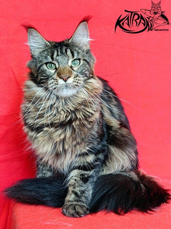 Katran Afina - Adult maine-coon 10 months
