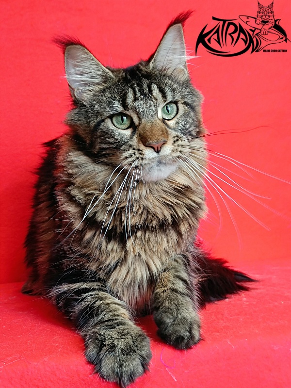 Katran Afina - Adult maine-coon 10 months