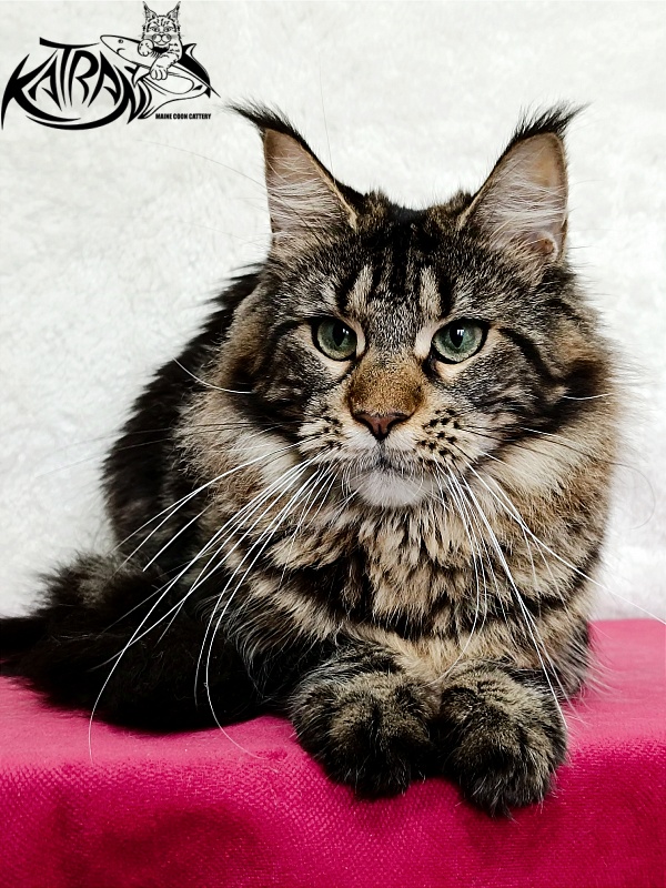 Katran Afina - Adult maine-coon 1 year 3.5 weeks
