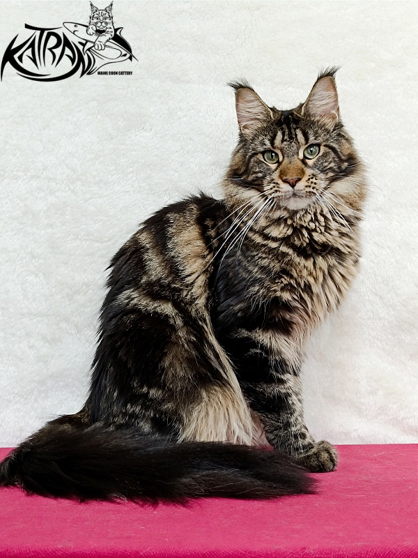 Katran Afina - Adult maine-coon 1 year 3.5 weeks