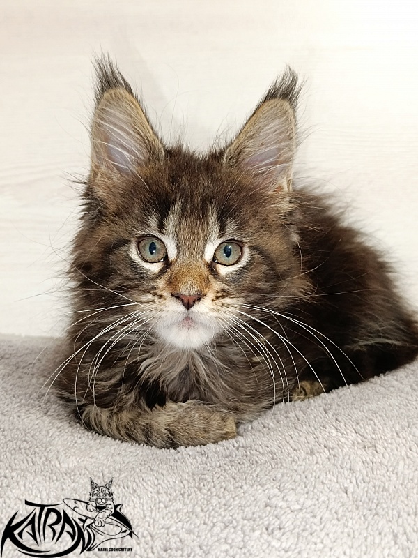 Katran Afina - Kitten maine-coon 2 months