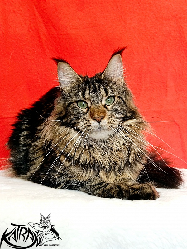 Katran Afina - Adult maine-coon 1 year 3 months