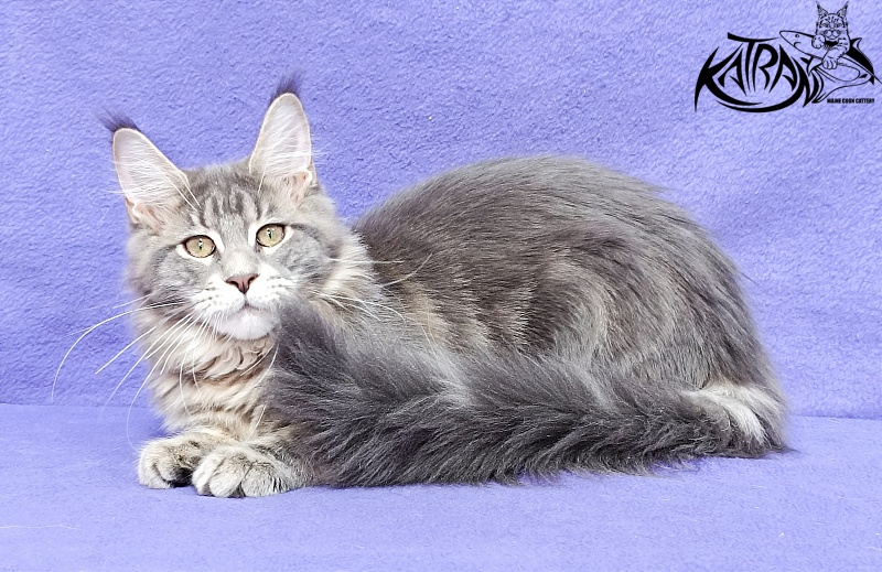 Katran Aurora - Котенок мейн-кун 4 месяца 3,5 недели
