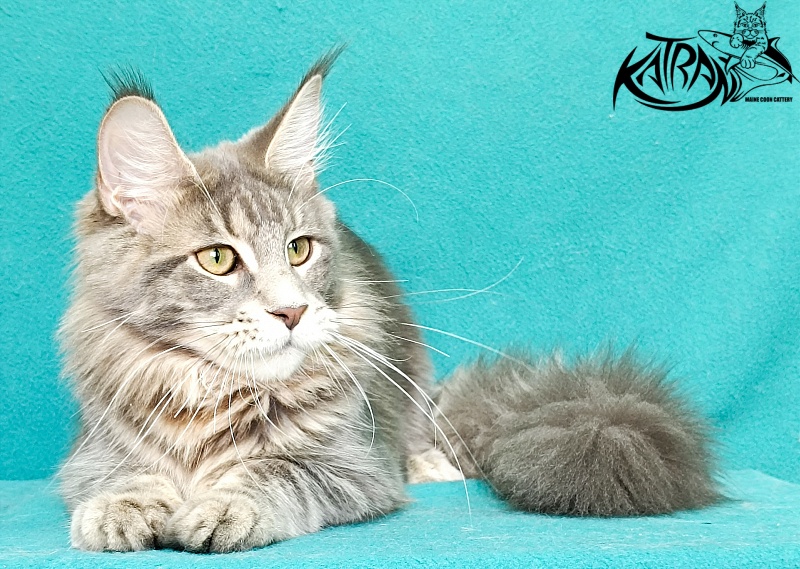 Katran Aurora - Котенок мейн-кун 6,5 месяцев