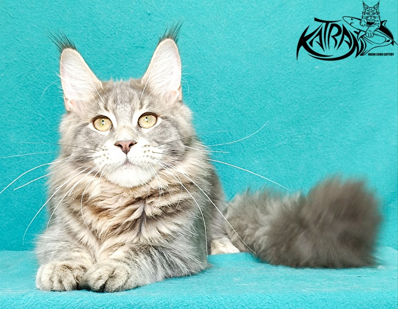 Katran Aurora - Котенок мейн-кун 6,5 месяцев