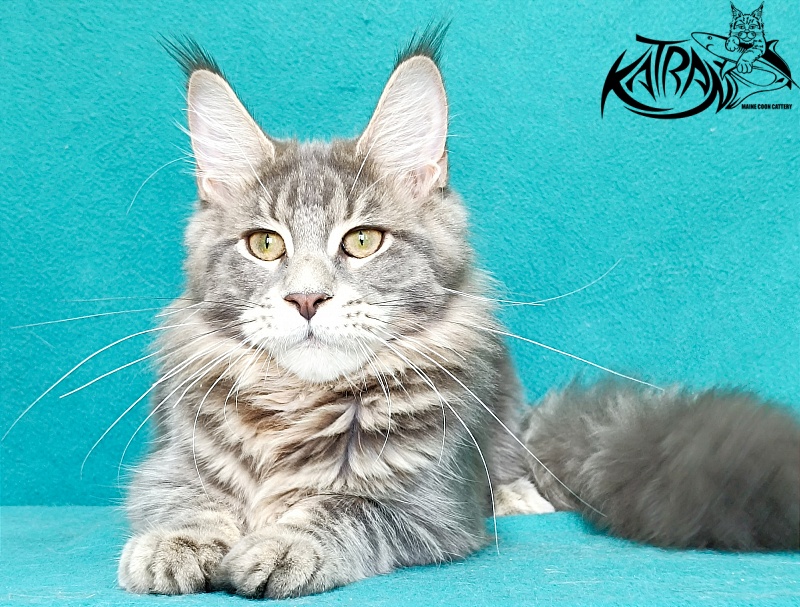 Katran Aurora - Котенок мейн-кун 6,5 месяцев
