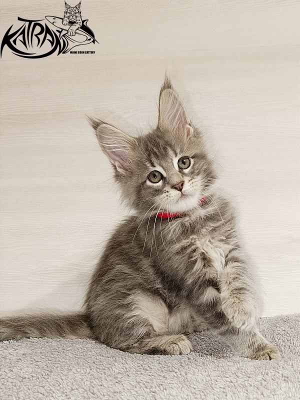 Katran Aurora - Котенок мейн-кун 2 месяца