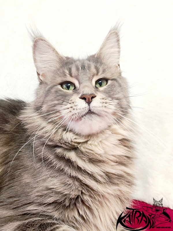 Katran Aurora - Adult maine-coon 2 years 8 months
