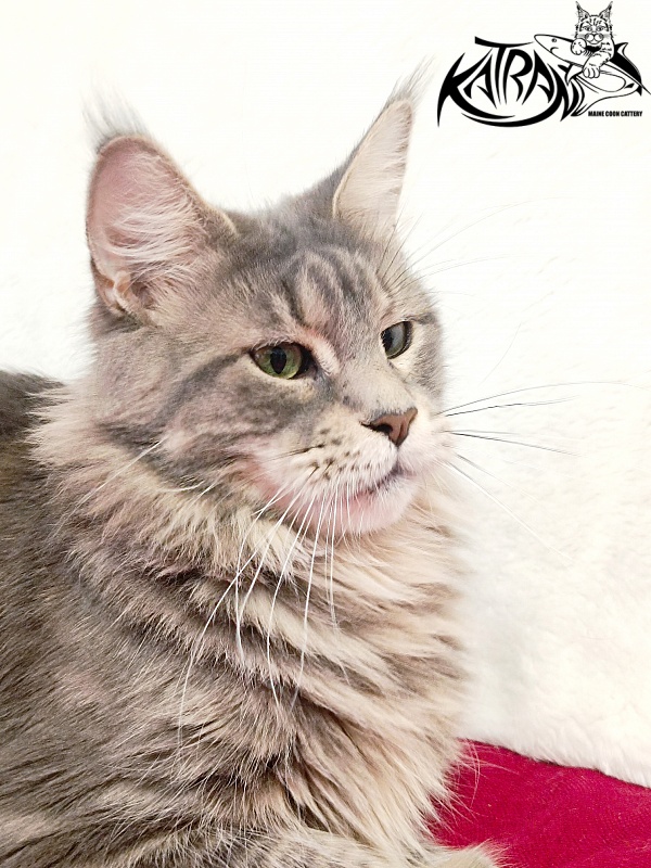 Katran Aurora - Adult maine-coon 2 years 8 months