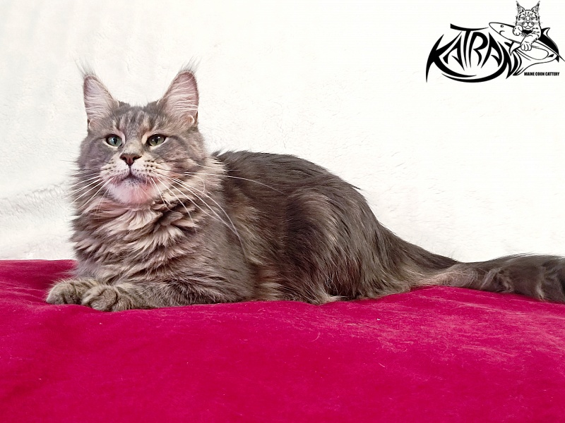 Katran Aurora - Adult maine-coon 2 years 8 months