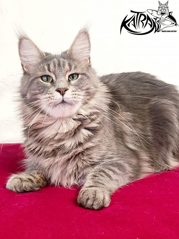 Katran Aurora - Adult maine-coon 2 years 8 months