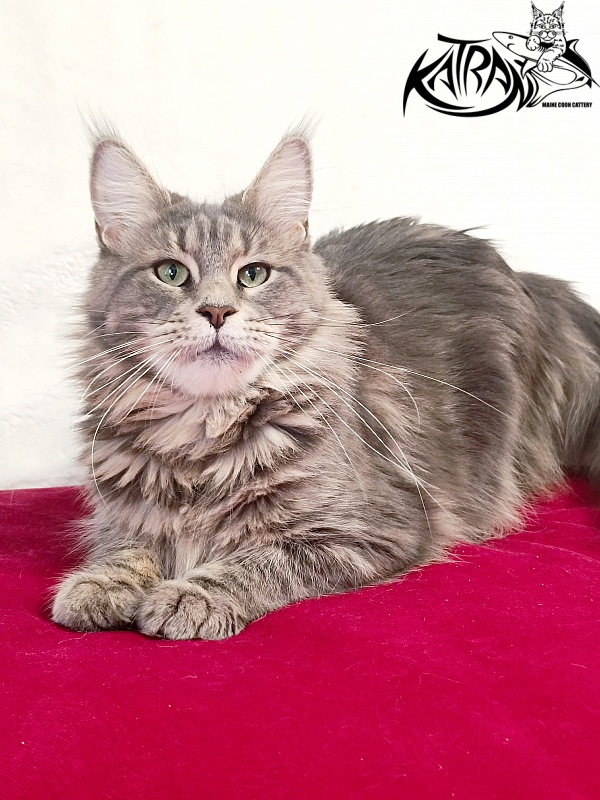 Katran Aurora - Adult maine-coon 2 years 8 months