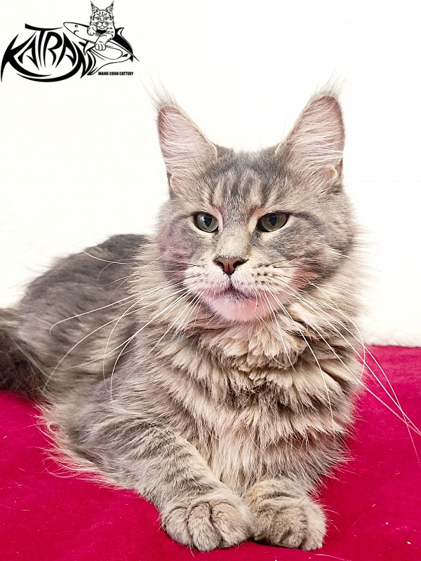 Katran Aurora - Adult maine-coon 2 years 8 months