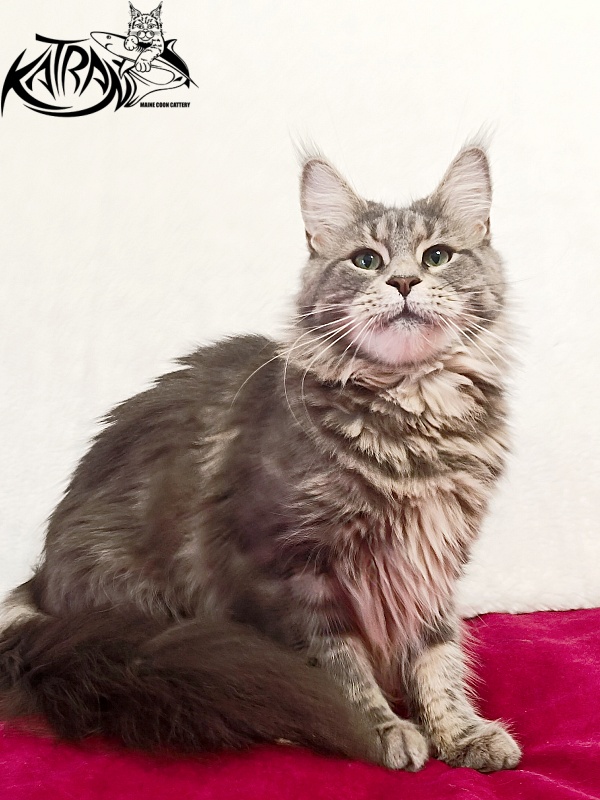 Katran Aurora - Adult maine-coon 2 years 8 months
