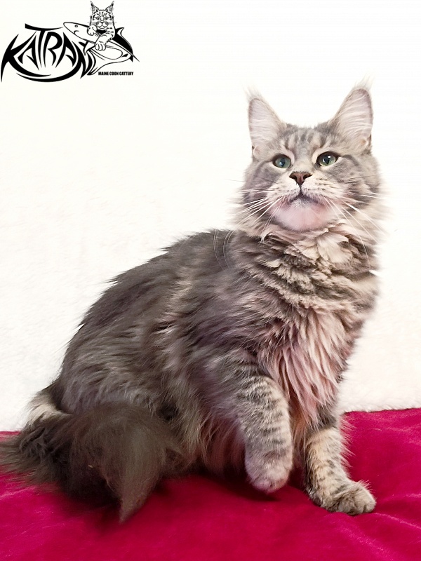 Katran Aurora - Adult maine-coon 2 years 8 months