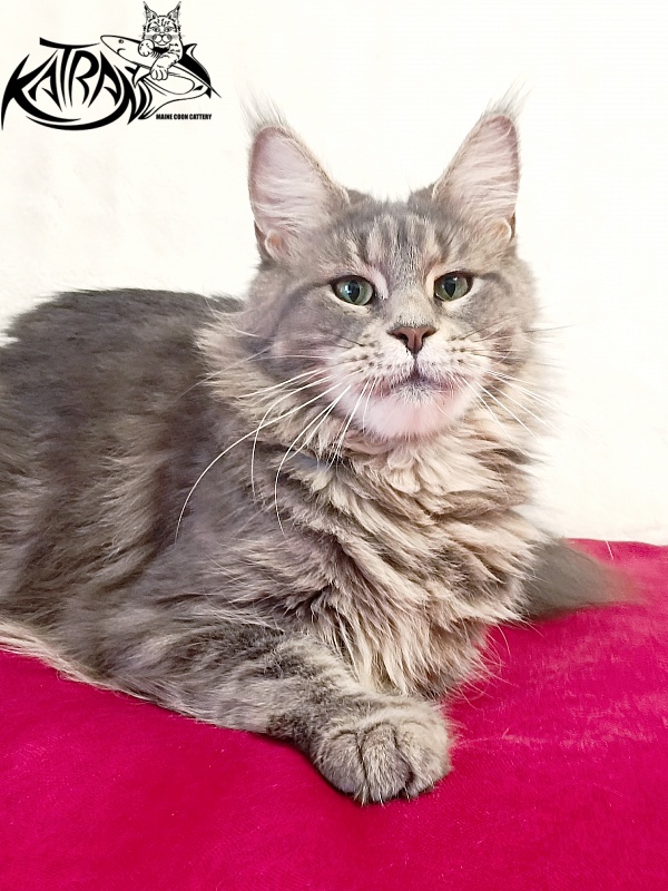 Katran Aurora - Adult maine-coon 2 years 8 months
