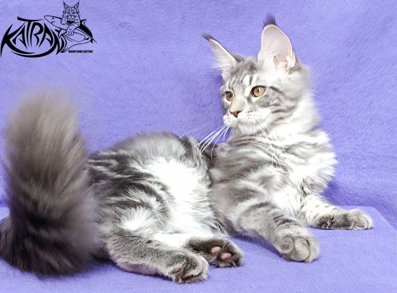 Katran Adelia - Кошеня мейн-кун 4 місяця 3,5 тижні