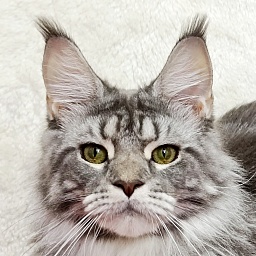 Katran Adelia