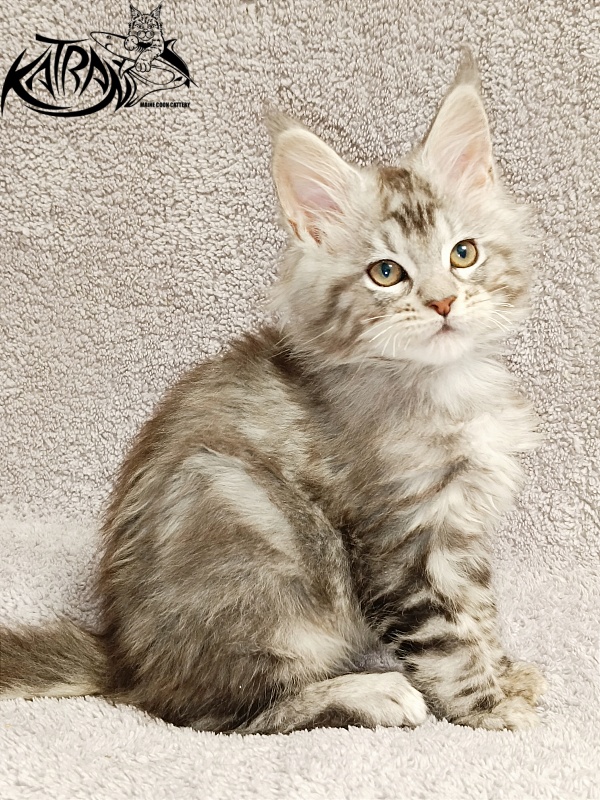Katran Amulet - Kitten maine-coon 2 months