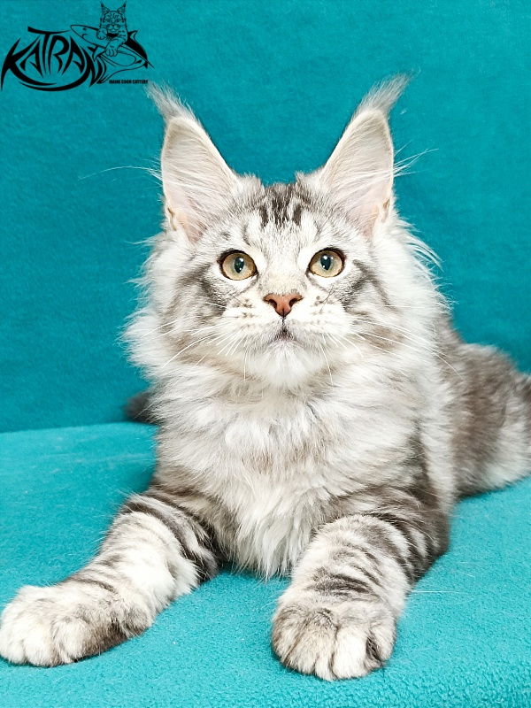 Katran Amulet - Kitten maine-coon 3 months