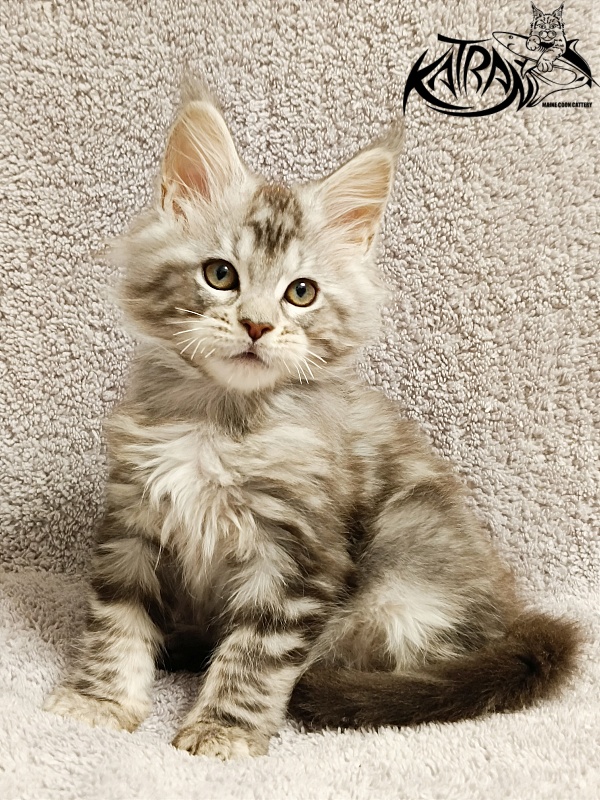 Katran Amulet - Kitten maine-coon 2 months