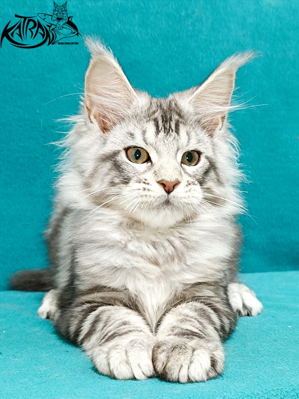 Katran Amulet - Kitten maine-coon 3 months