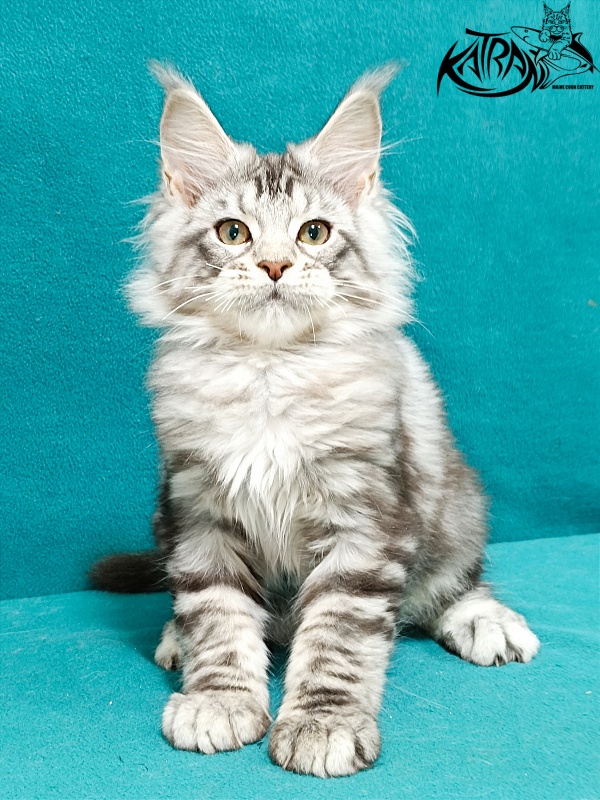 Katran Amulet - Kitten maine-coon 3 months