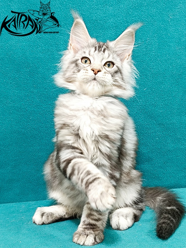 Katran Amulet - Kitten maine-coon 3 months