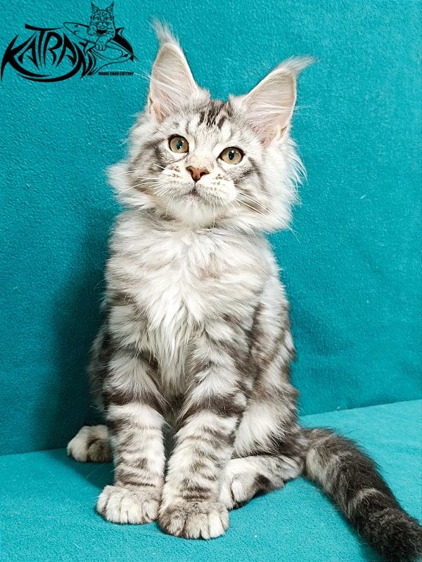 Katran Amulet - Kitten maine-coon 3 months
