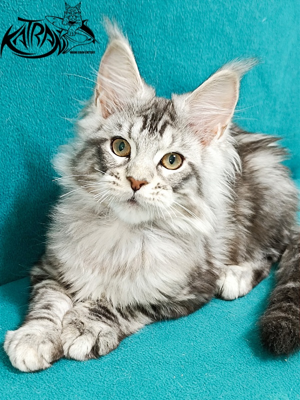 Katran Amulet - Kitten maine-coon 3 months