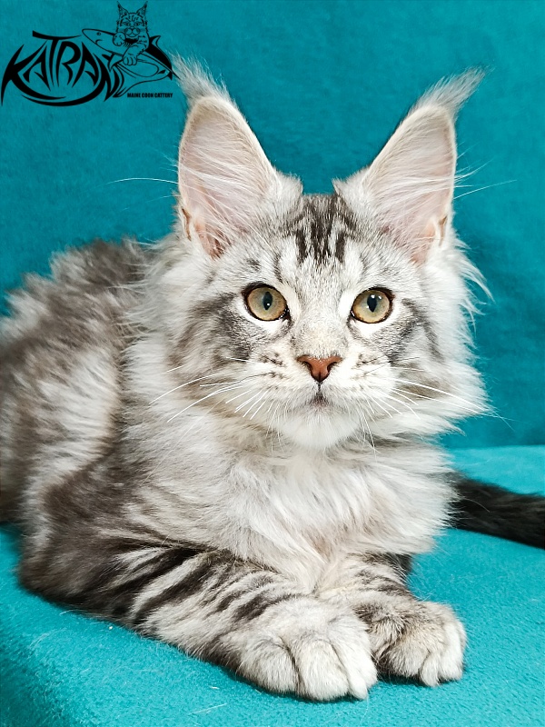 Katran Amulet - Kitten maine-coon 3 months