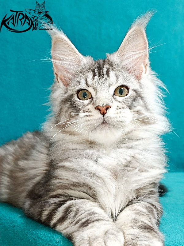 Katran Amulet - Kitten maine-coon 3 months