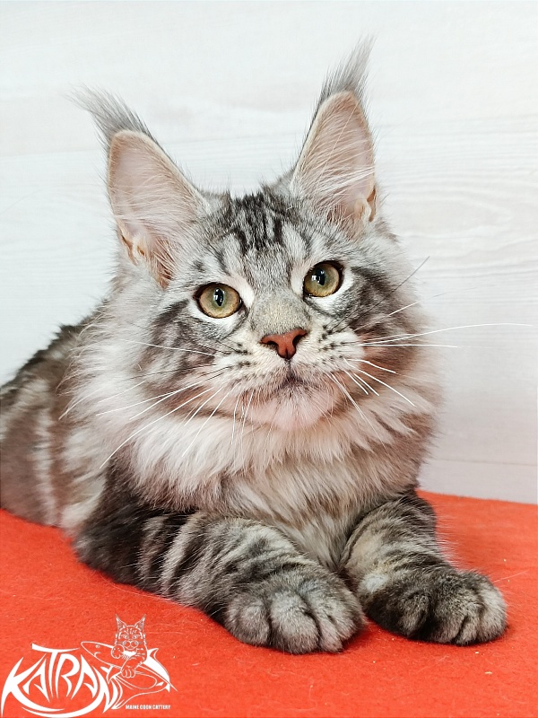 Katran Amulet - Kitten maine-coon 4 months