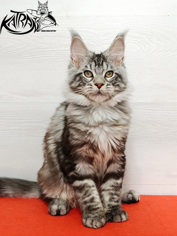 Katran Amulet - Kitten maine-coon 4 months
