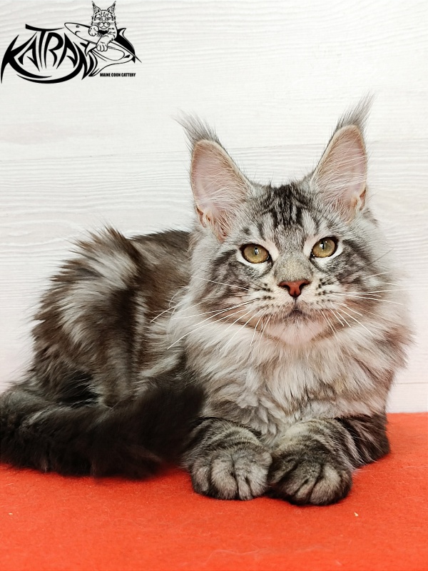Katran Amulet - Kitten maine-coon 4 months