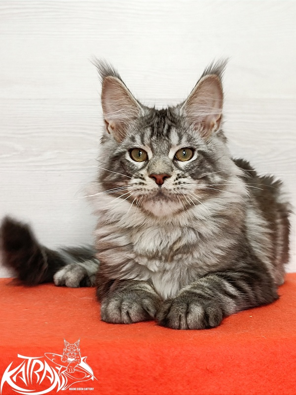Katran Amulet - Kitten maine-coon 4 months