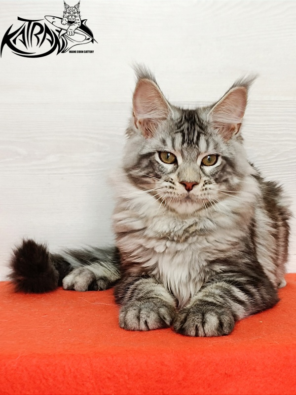 Katran Amulet - Kitten maine-coon 4 months