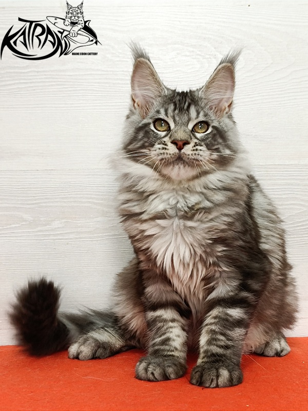 Katran Amulet - Kitten maine-coon 4 months