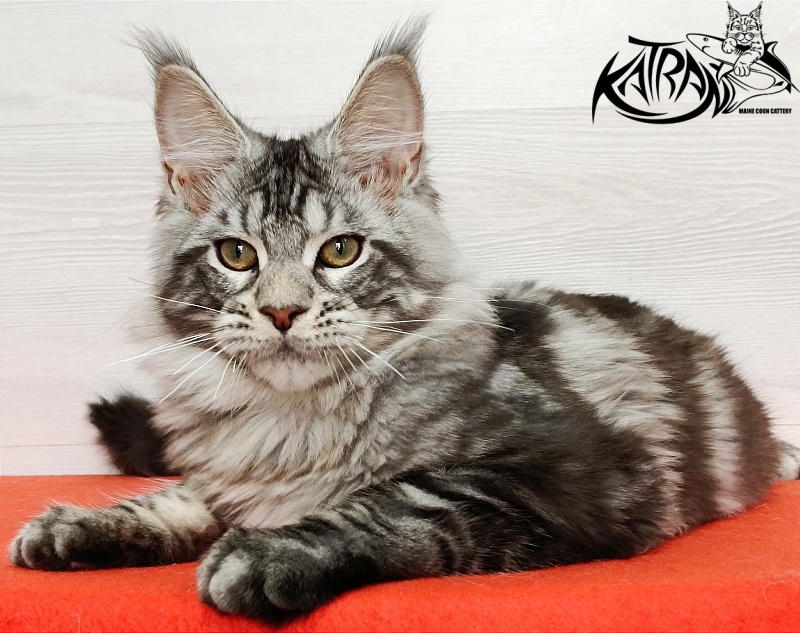 Katran Amulet - Kitten maine-coon 4 months