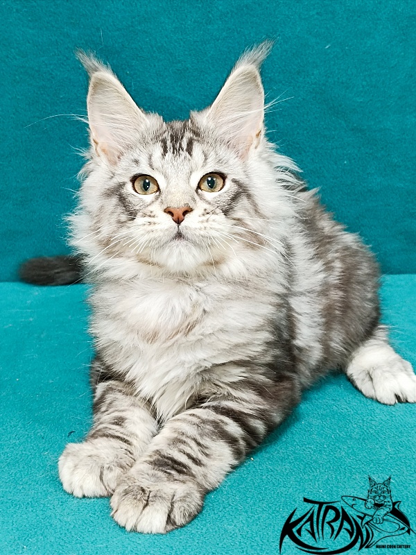 Katran Amulet - Kitten maine-coon 3 months