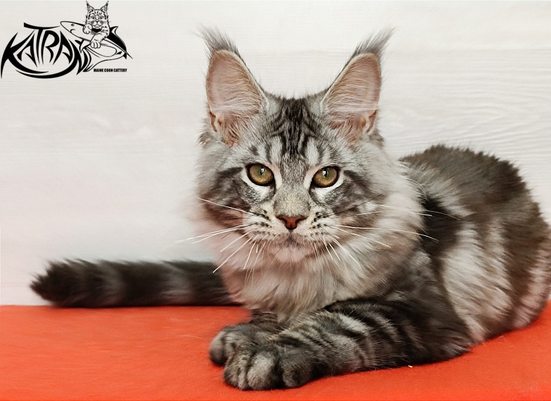 Katran Amulet - Kitten maine-coon 4 months