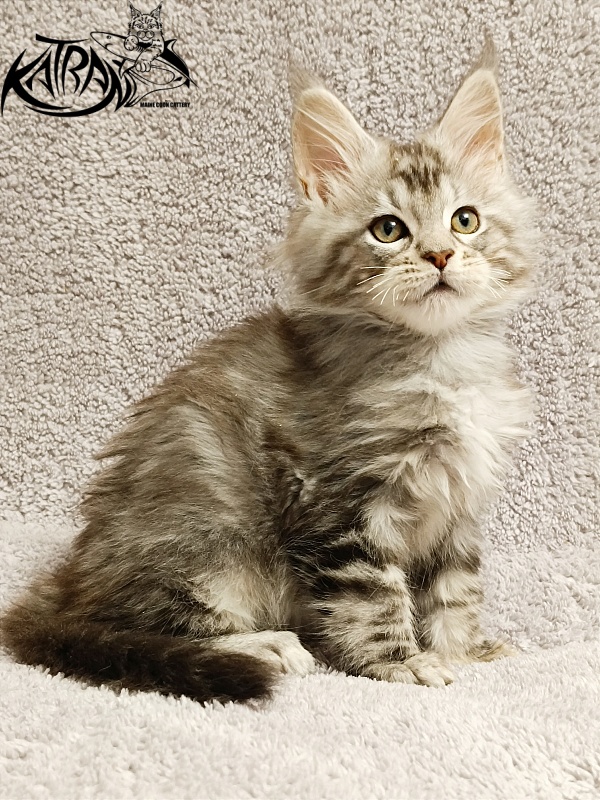 Katran Amulet - Kitten maine-coon 2 months