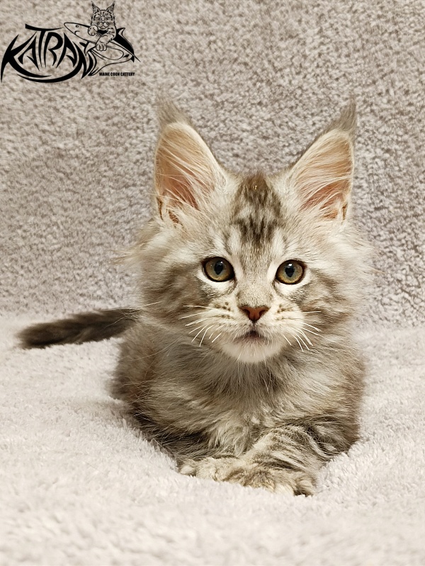 Katran Amulet - Kitten maine-coon 2 months