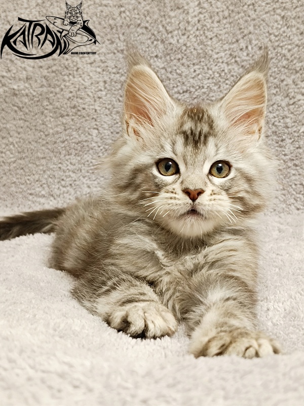 Katran Amulet - Kitten maine-coon 2 months