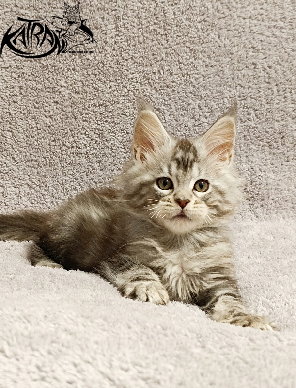 Katran Amulet - Kitten maine-coon 2 months
